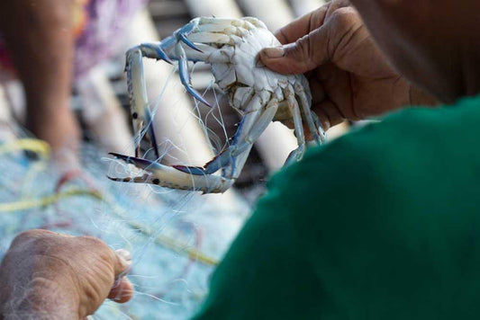 The Difference Between Farmed and Wild Caught Seafood - Cameron's Seafood