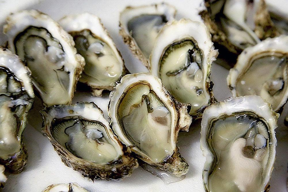All About Oysters