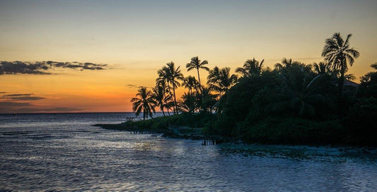 Florida’s Favs: Seafood Tricks and Tips from the Sunshine State