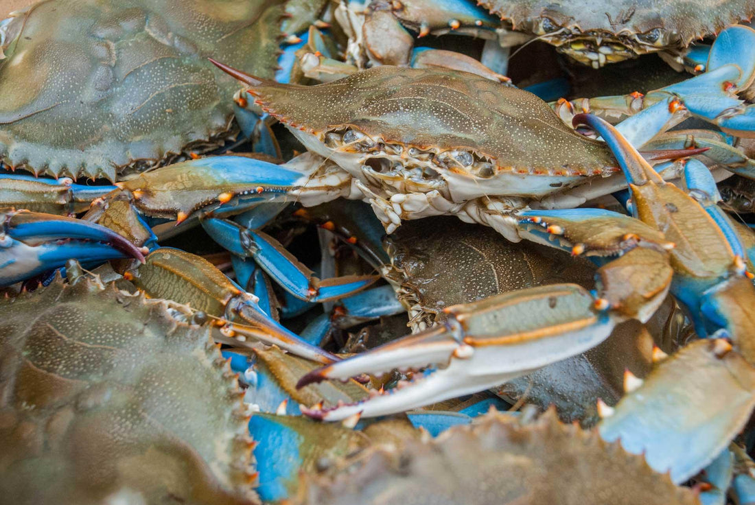 How to Cook Live Crabs