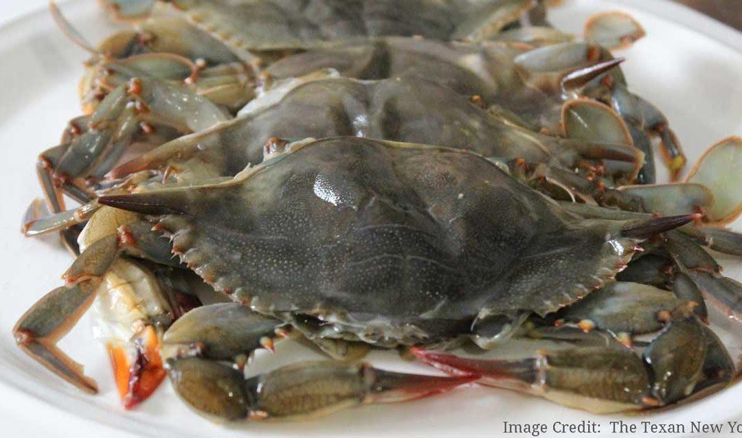 Everything You Need To Know About Maryland Soft Shell Crabs - Cameron's Seafood