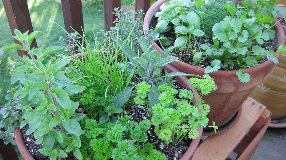 Spring Herbs & Spices Perfect for Seafood