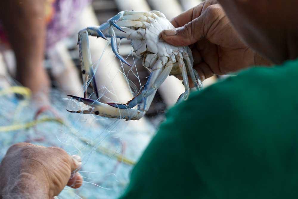 The Difference Between Farmed and Wild Caught Seafood - Cameron's Seafood