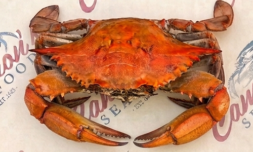 Colossal Jumbo Maryland blue crab