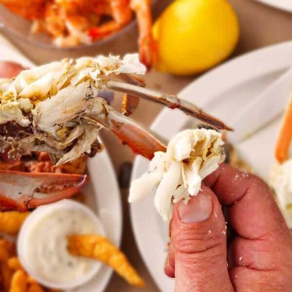 Standard Female Maryland Crabs - Cameron's Seafood