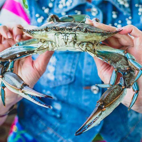 Colossal Jumbo Male Maryland Crabs - Cameron's Seafood
