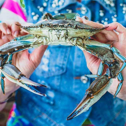Colossal Jumbo Male Maryland Crabs - Cameron's Seafood
