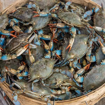 Standard Female Maryland Crabs - Cameron's Seafood