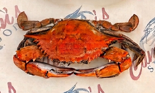 Premium Large Maryland blue crab