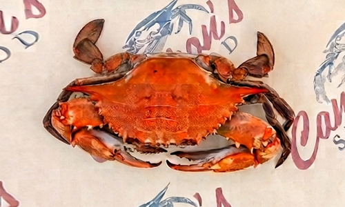 Standard Maryland blue crab