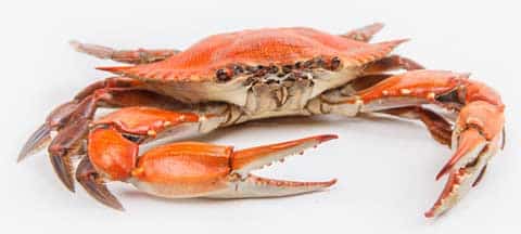 Buy Maryland Blue Crabs & Crab Cakes Online | Cameron's ...