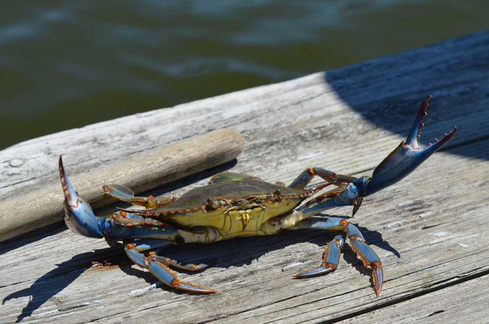 History of the Blue Crab